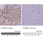 Anti-PITPNM3 Antibody