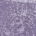 Immunohistochemical staining of human lymph node shows strong nuclear positivity in non-germinal center cells.