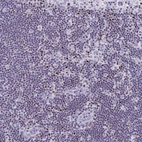 Immunohistochemical staining of human lymph node shows strong nuclear positivity in non-germinal center cells.