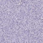 Immunohistochemical staining of human pancreas shows no positivity in exocrine glandular cells as expected.