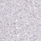 Anti-CEP170B Antibody