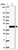 Anti-C19orf54 Antibody