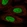 Anti-CPEB3 Antibody