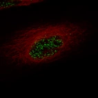 mmunofluorescence staining in U-87 cell line with Anti-ZEB2 monoclonal antibody, showing specific staining of nuclear speckles in green. Microtubule- and nuclear probes are visualized in red and blue respectively (where available).