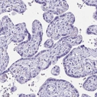 Immunohistochemical staining of human placenta shows low expression as expected.