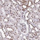Anti-PRPF19 Antibody
