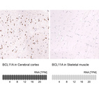 Anti-BCL11A Antibody