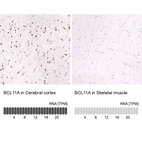 Anti-BCL11A Antibody