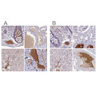 Anti-HGFAC Antibody