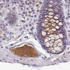 Immunohistochemical staining of human colon using Anti-HGFAC antibody HPA059076.
