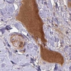 Immunohistochemical staining of human soft tissues using Anti-HGFAC antibody HPA059076.
