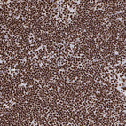 Anti-GAR1 Antibody