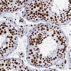 Immunohistochemical staining of human testis shows strong nuclear positivity in cells in seminiferous ducts.