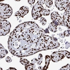 Immunohistochemical staining of human placenta shows strong nuclear positivity in trophoblastic cells.