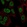 Anti-RALYL Antibody