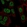 Anti-RALYL Antibody