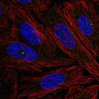 Anti-NLRC5 Antibody