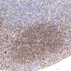 Immunohistochemical staining of human tonsil shows strong nuclear positivity in germinal center cells.