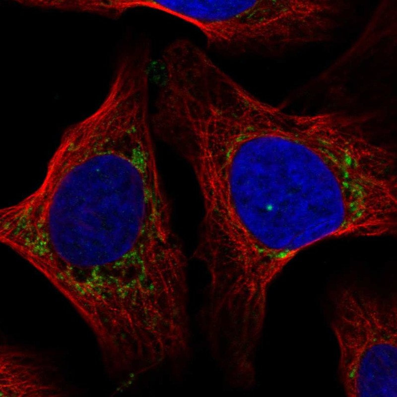 Anti-COX7A2L Antibody