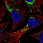 Immunofluorescent staining of human cell line U-2 OS shows localization to mitochondria.