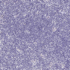 Immunohistochemical staining of human lymph node shows no positivity in non-germinal center cells as expected.