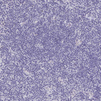 Anti-OR10K1 Antibody