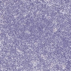 Immunohistochemical staining of human lymph node shows no positivity in non-germinal center cells as expected.