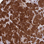 Anti-FUNDC2 Antibody