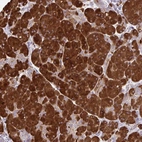 Immunohistochemical staining of human pancreas shows strong cytoplasmic positivity in exocrine glandular cells.