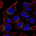 Immunofluorescent staining of human cell line Hep G2 shows localization to the Golgi apparatus.