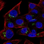 Immunofluorescent staining of human cell line Hep G2 shows localization to the Golgi apparatus.