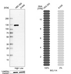 Western blot analysis in human cell lines HEK293 and A-549 using Anti-BCL11A antibody. Corresponding BCL11A RNA-seq data are presented for the same cell lines. Loading control: Anti-HSP90B1.