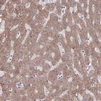 Anti-ITPR2 Antibody