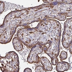 Immunohistochemical staining of human placenta shows strong membranous positivity in trophoblastic cells.