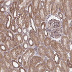 Immunohistochemical staining of human kidney shows moderate to strong granular cytoplasmic positivity in cells in tubules.