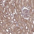 Immunohistochemical staining of human kidney shows moderate to strong granular cytoplasmic positivity in cells in tubules.