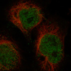 Immunofluorescence staining in NTERA-2 cell line with Anti-BCL11A monoclonal antibody, showing specific staining of nucleoplasm in green. Microtubule- and nuclear probes are visualized in red and blue respectively (where available).