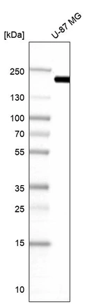Western blot analysis in human cell line U-87 MG.