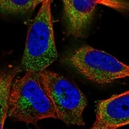 Immunofluorescent staining of human cell line U-251 MG shows localization to endosomes & lysosomes.