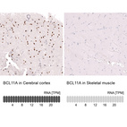 Anti-BCL11A Antibody