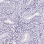 Immunohistochemical staining of human endometrium shows no positivity in glandular cells as expected.