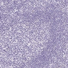 Immunohistochemical staining of human tonsil shows no positivity in non-germinal center cells as expected.
