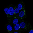Immunofluorescent staining of human cell line Hep G2 shows localization to the Golgi apparatus.