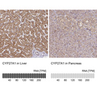 Anti-CYP27A1 Antibody