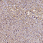 Immunohistochemical staining of human pancreas shows weak cytoplasmic positivity in exocrine glandular cells and in Langerhans islet cells.