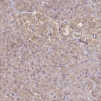 Immunohistochemical staining of human pancreas shows weak cytoplasmic positivity in exocrine glandular cells and in Langerhans islet cells.