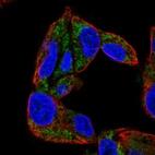 Immunofluorescent staining of human cell line Hep G2 shows localization to mitochondria.
