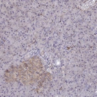 Immunohistochemical staining of human pancreas shows low expression as expected.