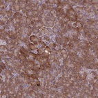 Anti-OXNAD1 Antibody