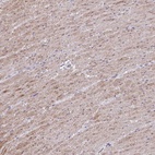 Anti-MYL9 Antibody